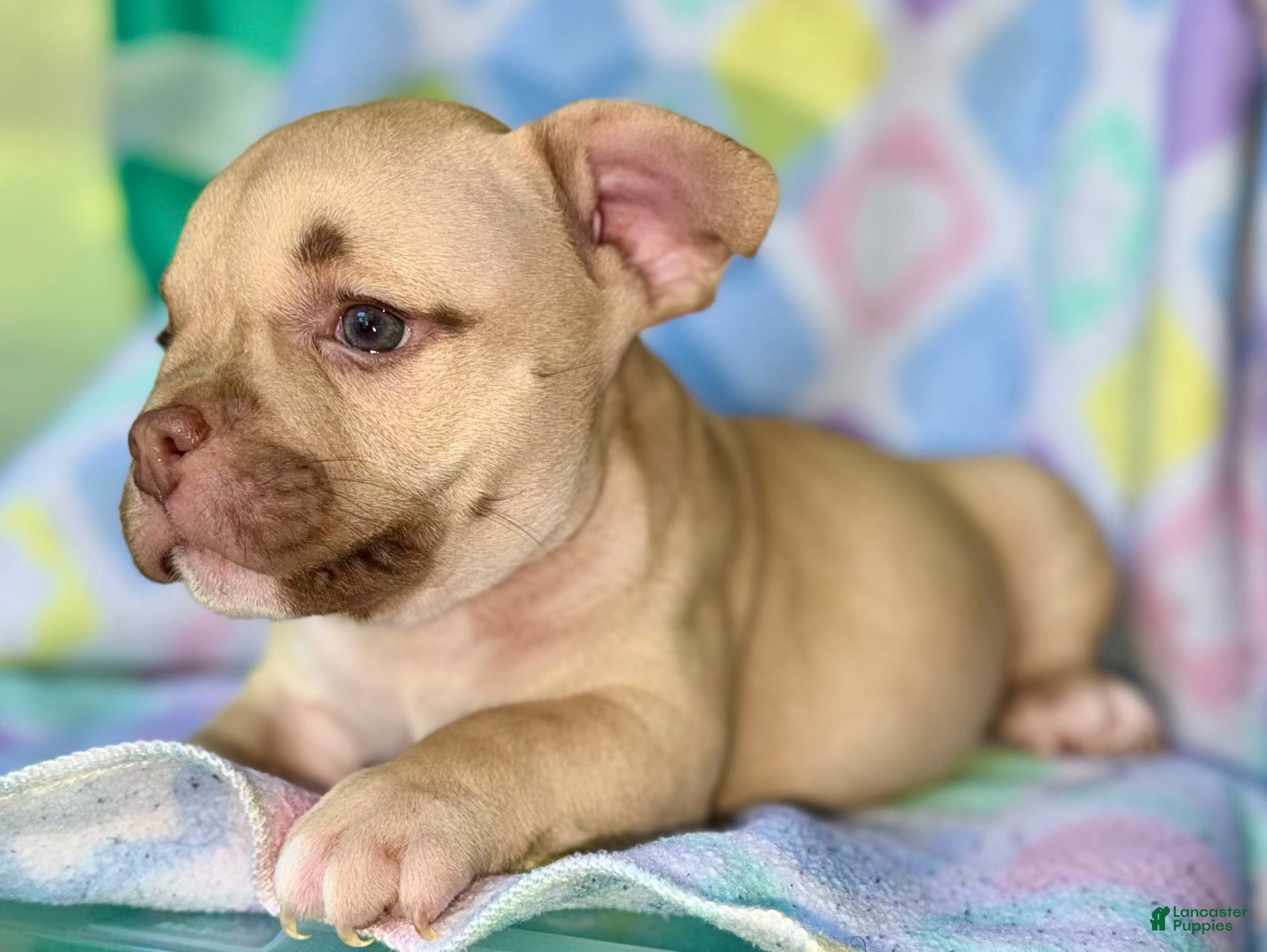 American Bully dogs American Bully 1 - Ad 2