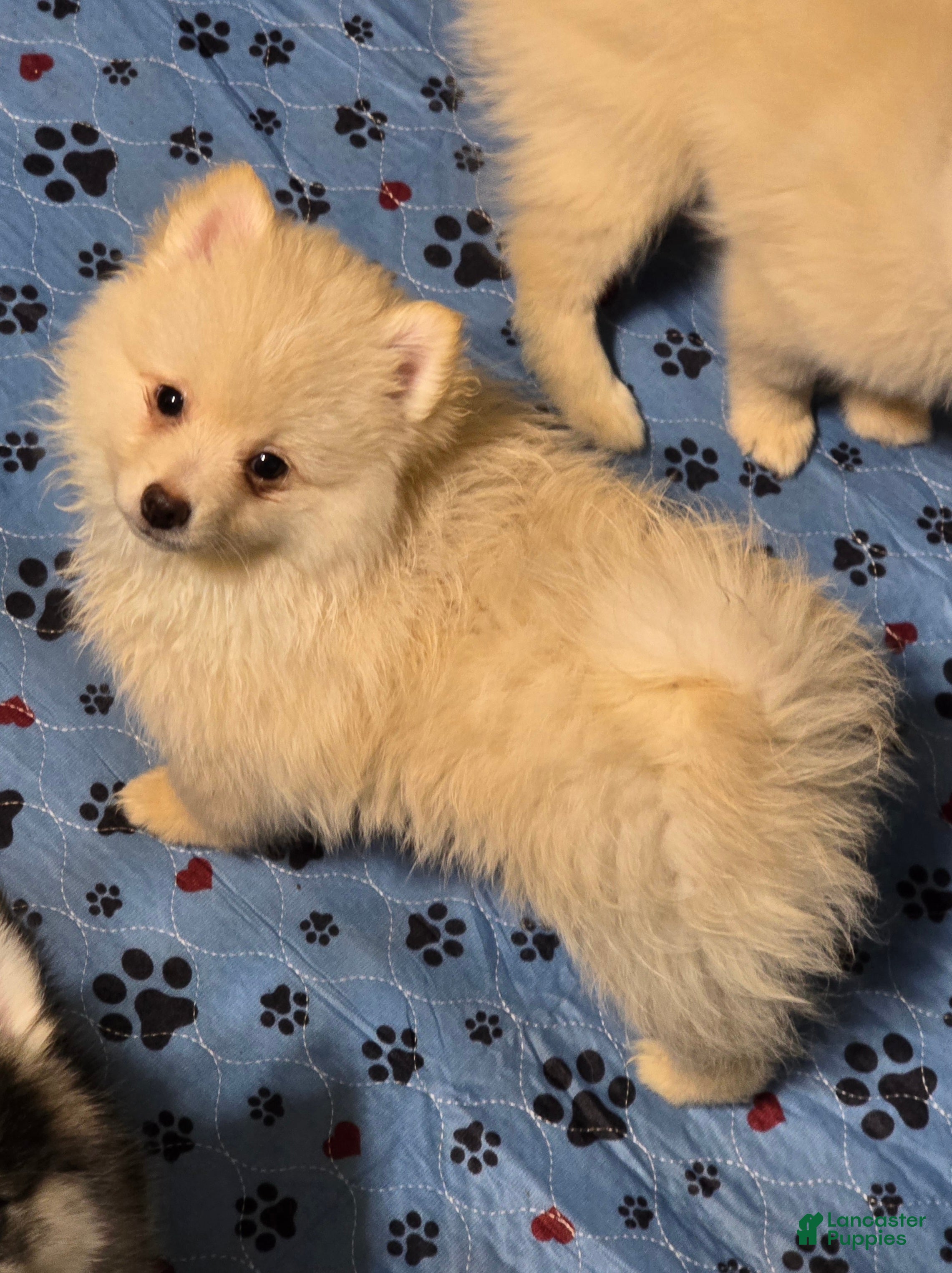 Pomsky dogs Toy cream boy - Ad 2