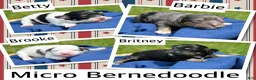 Bernedoodle dogs for sale: Betty Bernedoodle 4 - Ad 3
