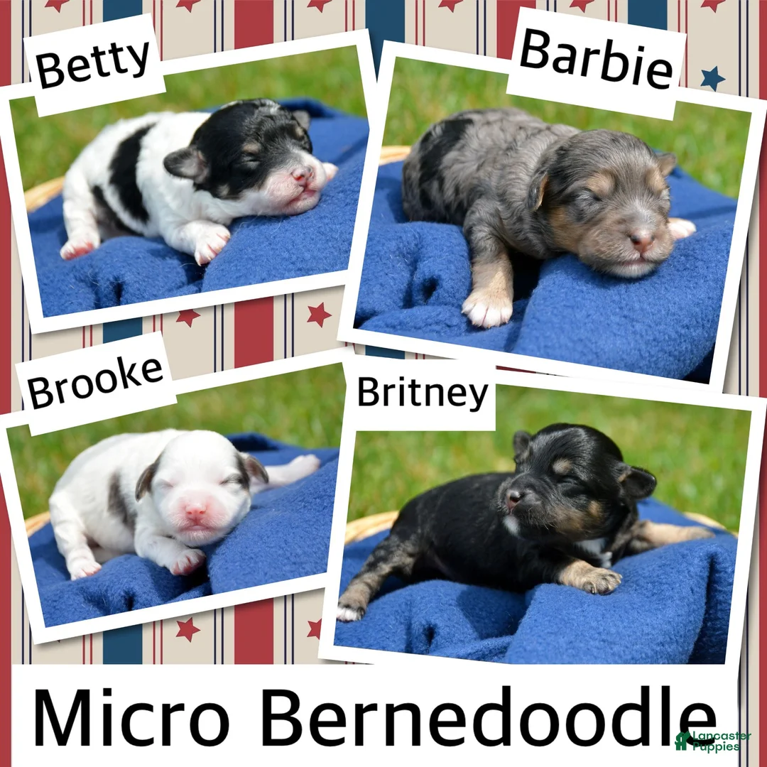 Bernedoodle dogs for sale: Betty Bernedoodle 4 - Ad 3