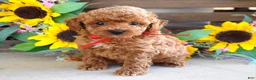 Toy Poodle dogs for sale: Preston - Ad 3