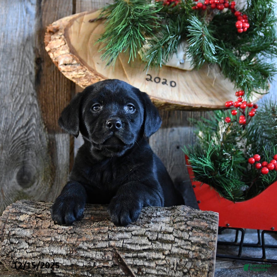 Labrador Retriever dogs Ripple - Ad 6