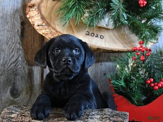 Labrador Retriever dogs Ripple - Ad 4