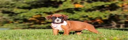 Boxer dogs for sale: Roxy - Ad 3
