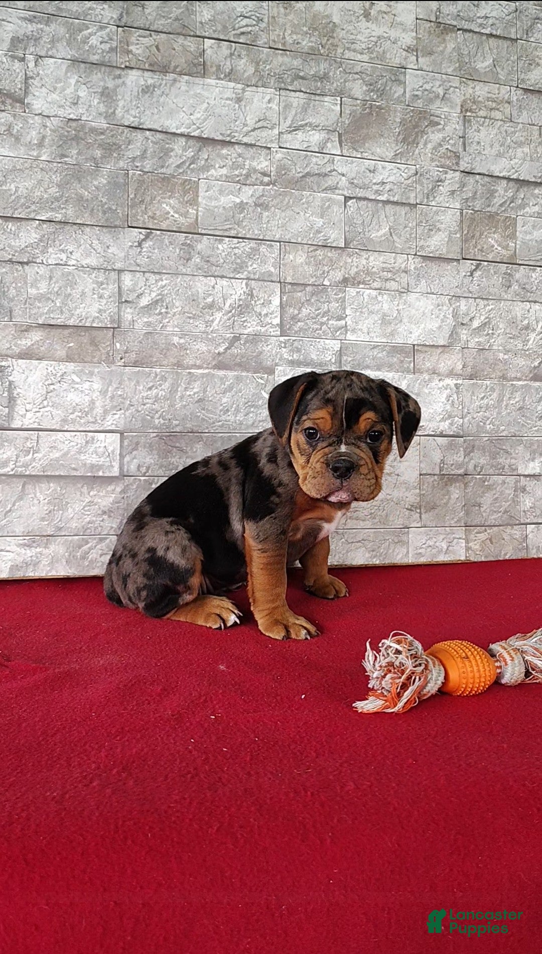 Beabull dogs Reese - Ad 2