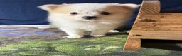 Pomeranian dogs for sale: Rachelle - Ad 12
