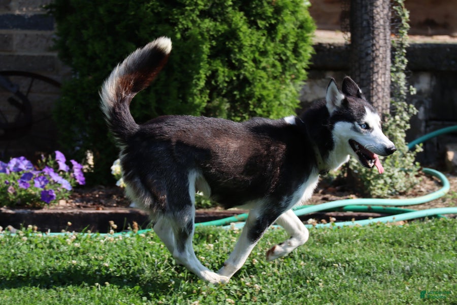 Siberian Husky dogs Kenzie - Ad 2