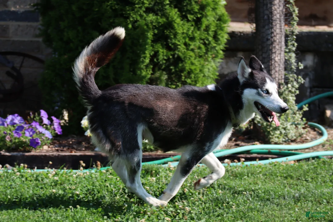 Siberian Husky dogs for sale: Kevin - Ad 2