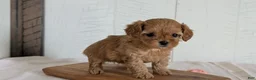 Cavapoo dogs for sale: Rover - Ad 2