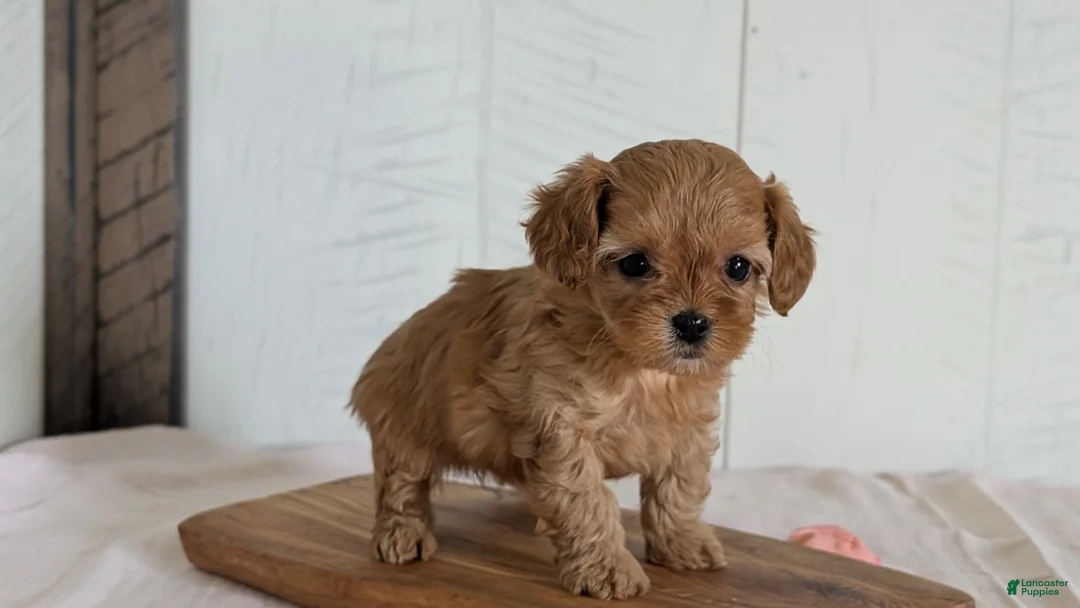 Cavapoo dogs for sale: Rover - Ad 2