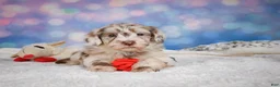 Mini Goldendoodle dogs for sale: Lucy - Ad 8