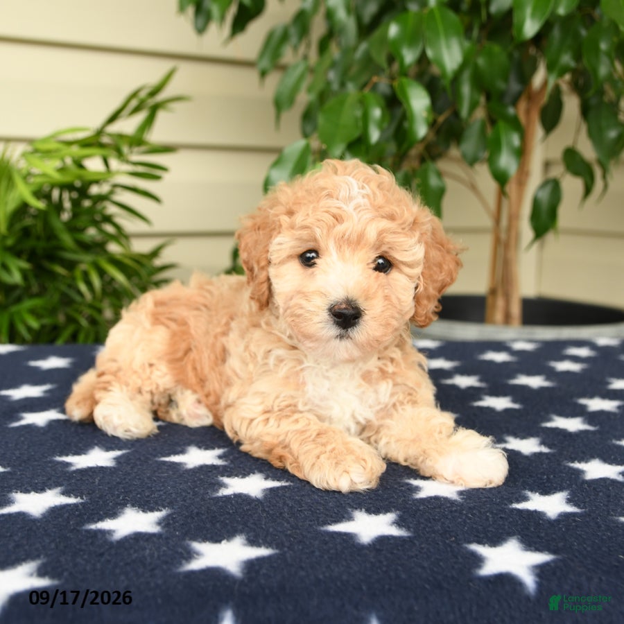 Bichpoo dogs Justin - Ad 2