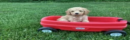 Mini Goldendoodle dogs for sale: Harper - Ad 3