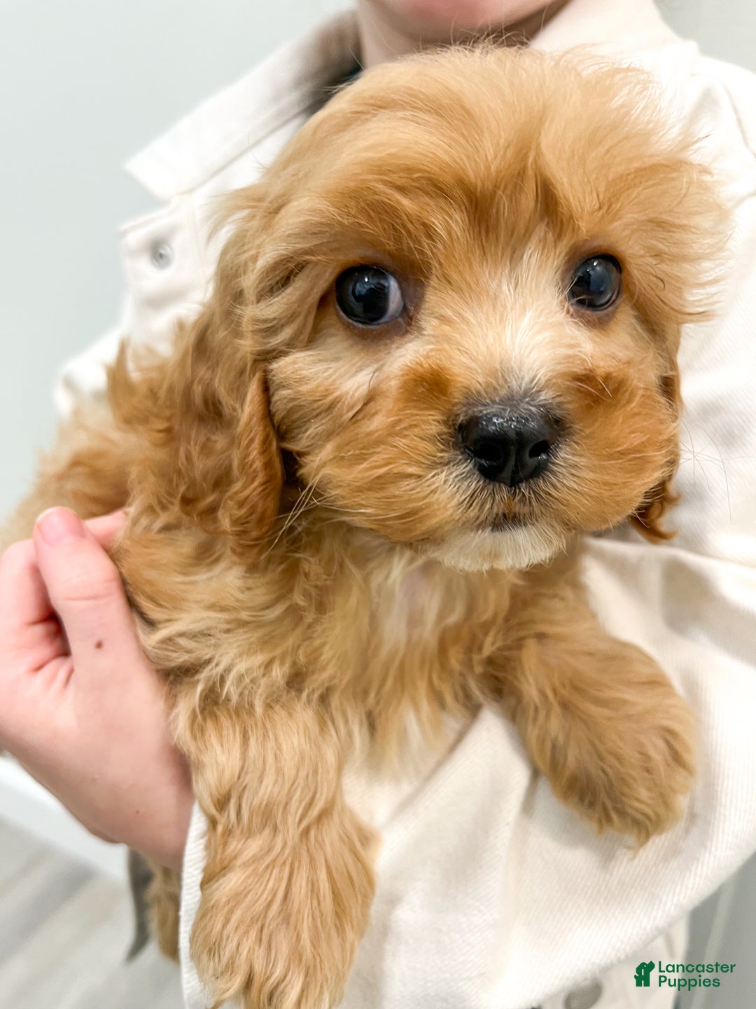 Cavapoo dogs for sale: Trent - Ad 6