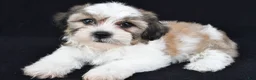Teddy Bear dogs for sale: Chance - Ad 5
