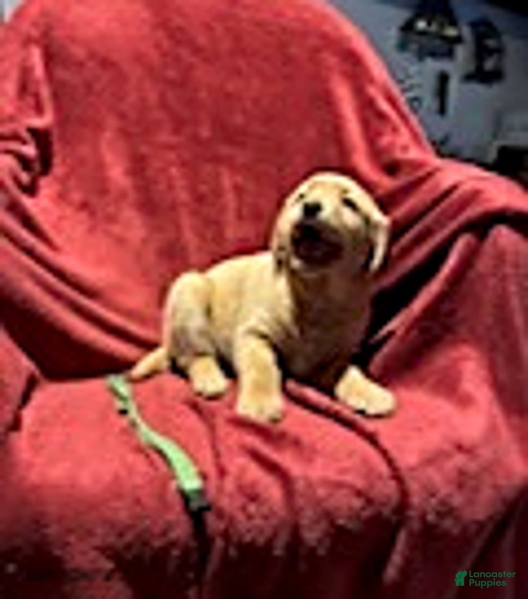 Goldador dogs for sale: April - Ad 11