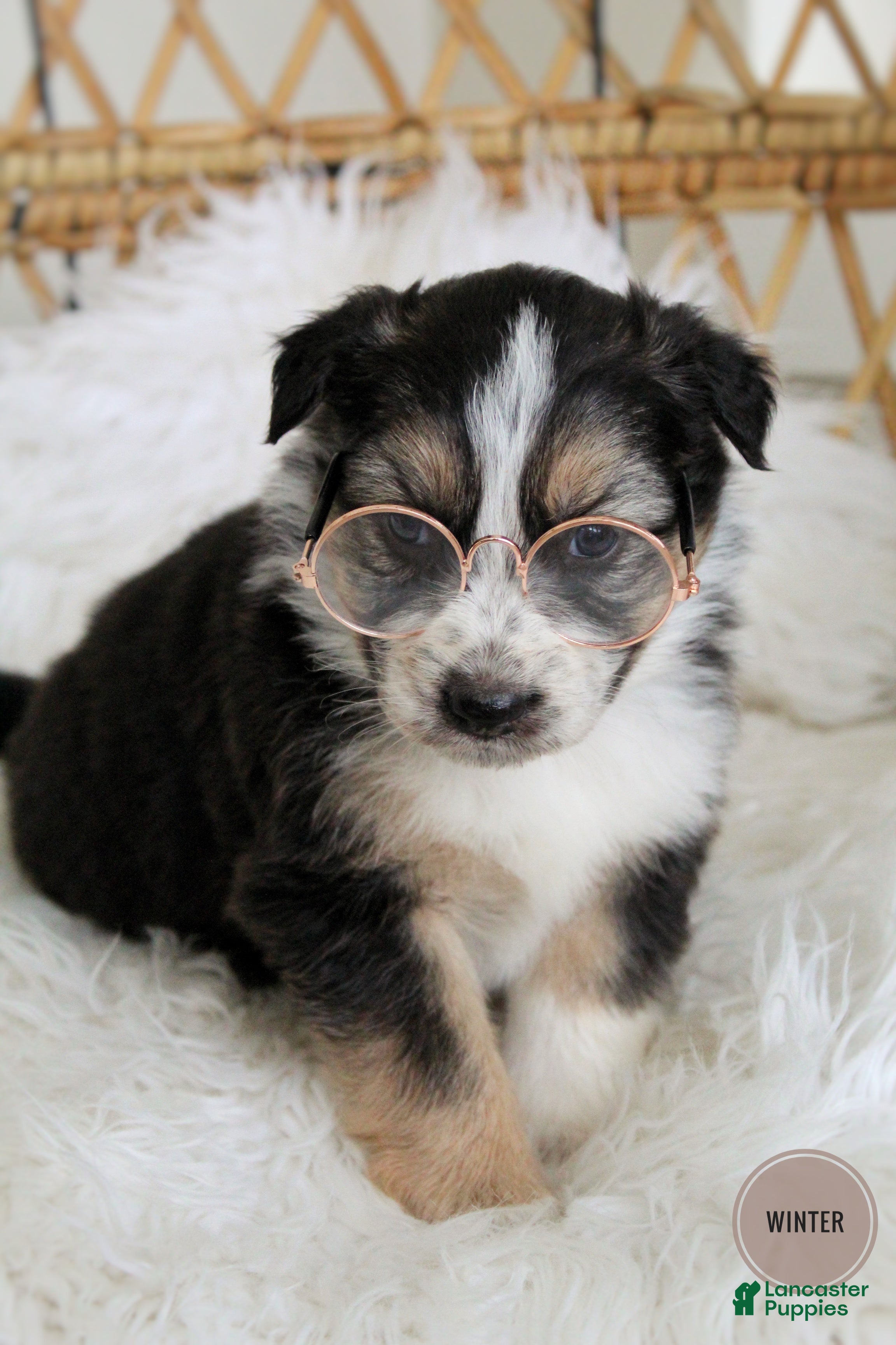 Mixed Breed dogs Winter  - Ad 2