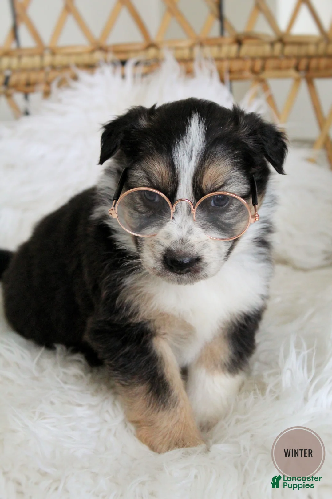 Mixed Breed dogs for sale: Winter  - Ad 2