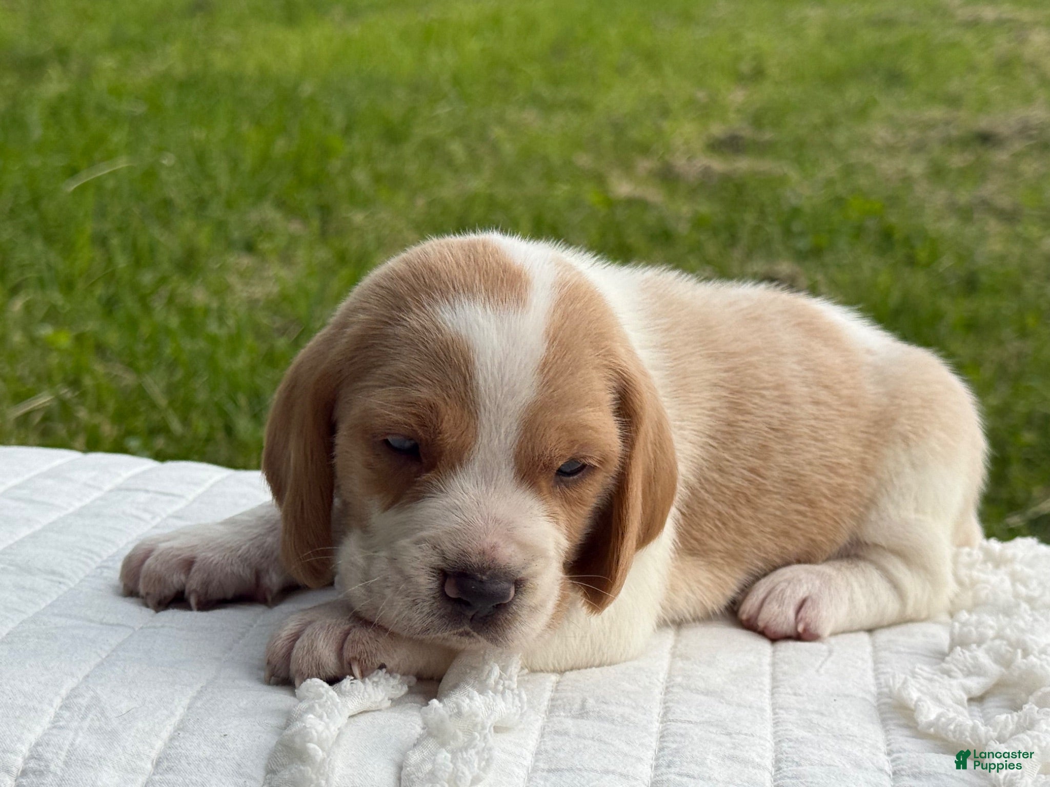 Beagle dogs Auggie - Ad 2