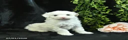Maltipoo dogs for sale: Harrison  - Ad 4