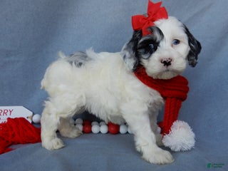 Cockapoo dogs Izzy - Ad 20