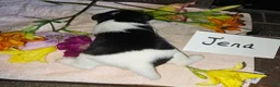 Wire Fox Terrier dogs for sale: (Jena) Wire Fox Terrier 3 - Ad 8