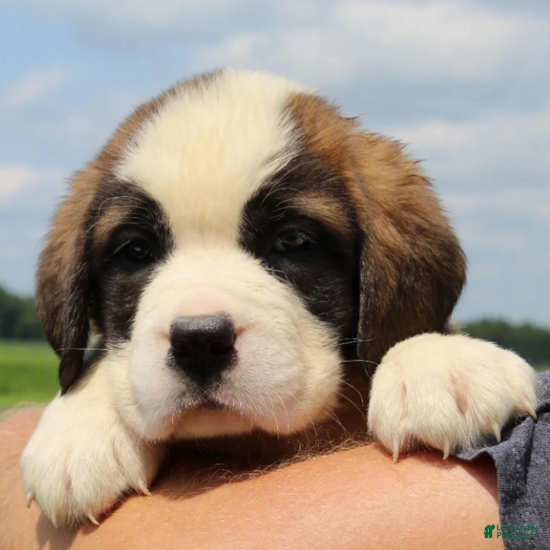 Saint Bernard dogs for sale: Missy - AKC Champion Bloodlines - Ad 1