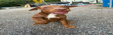 Pit Bull Terrier Female 1 