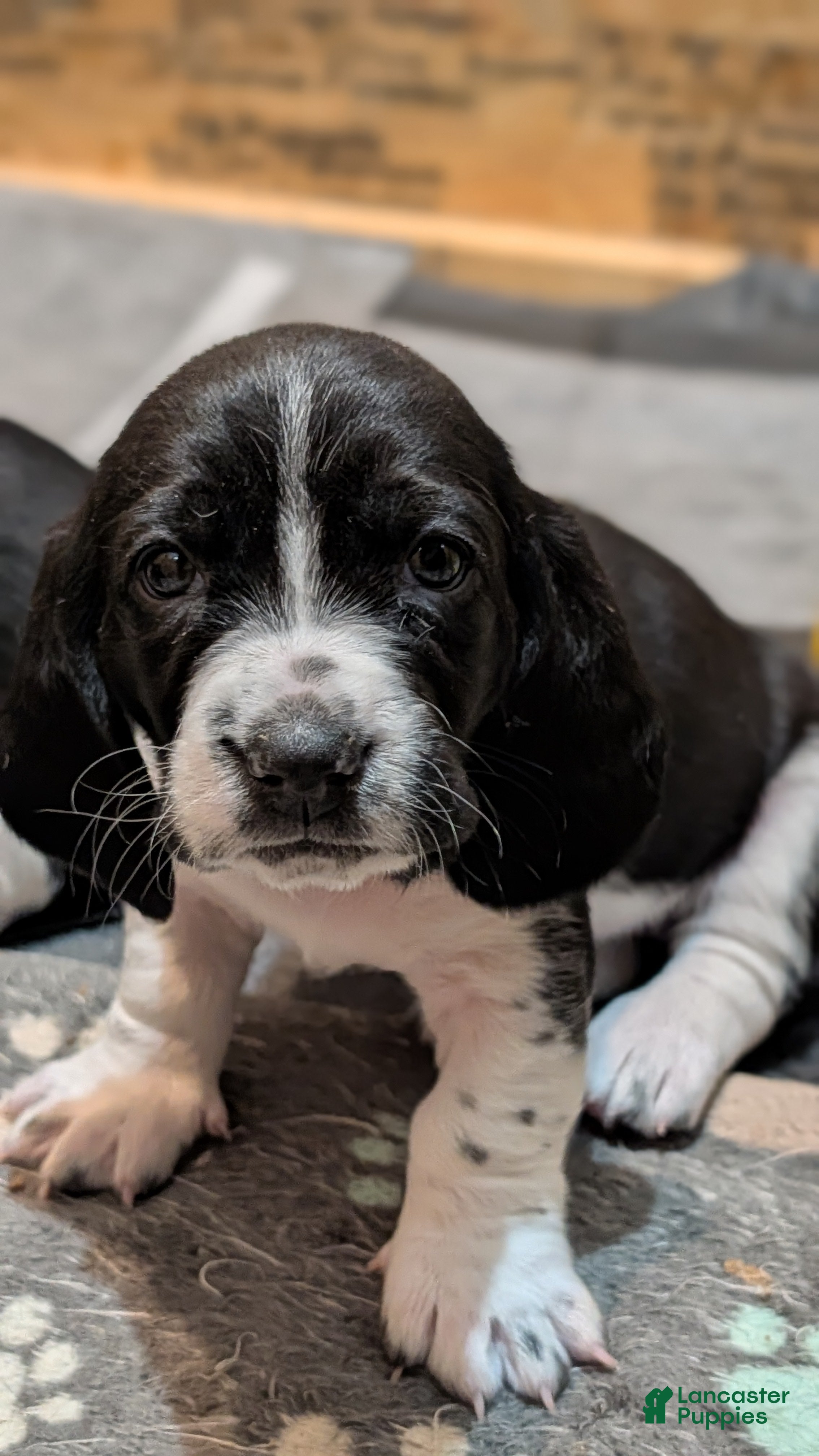 Basset Hound dogs Pink collar girl  - Ad 1