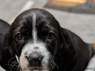 Basset Hound dogs for sale: Pink collar girl - Ad 1