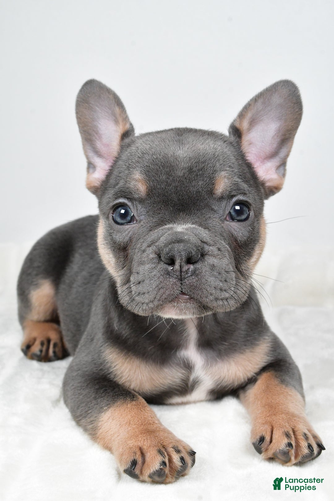 French Bulldog dogs for sale: Flash - Ad 3