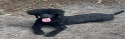 Standard Poodle dogs for sale: Standard Poodle 2 - Ad 1