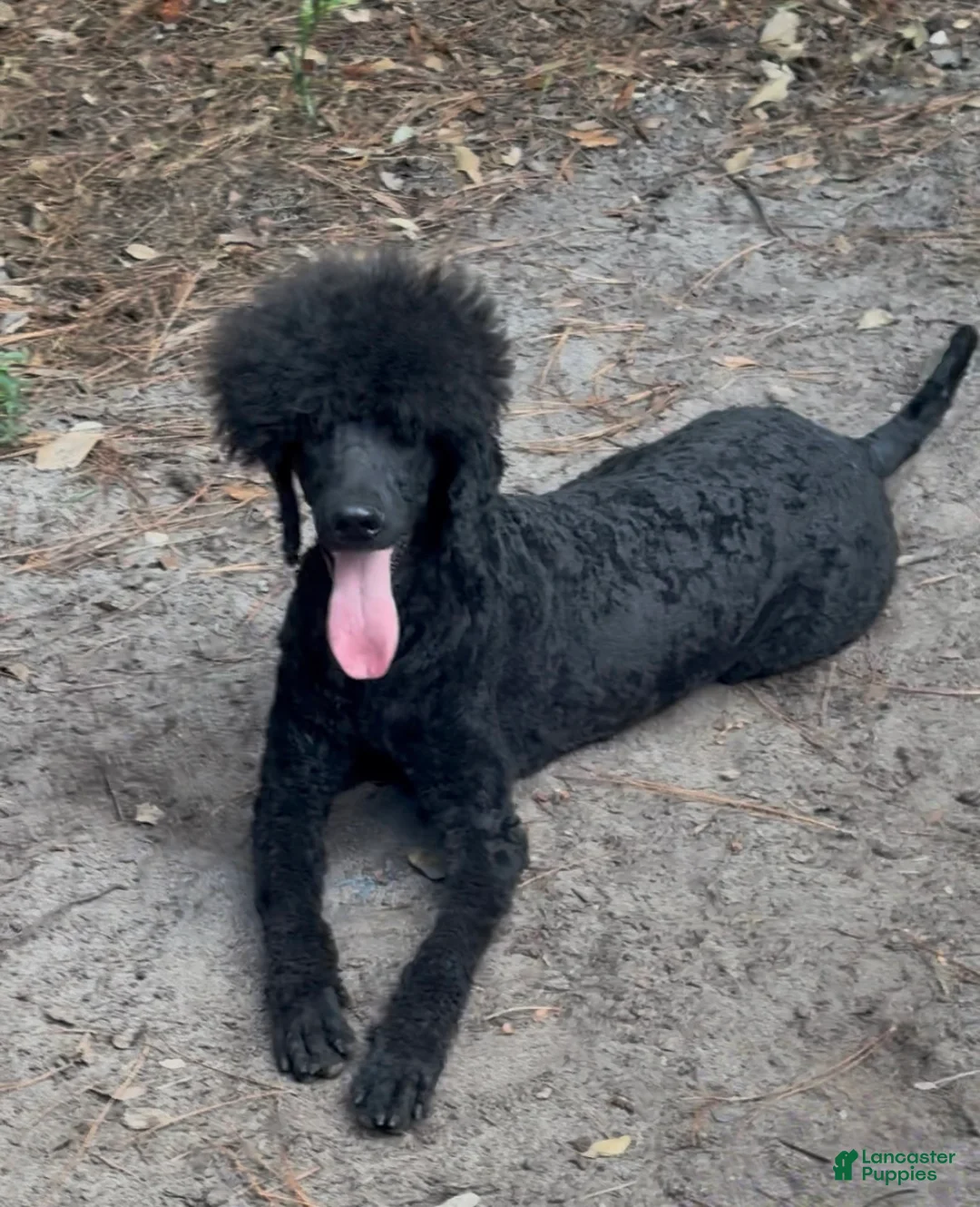 Standard Poodle dogs for sale: Standard Poodle 2 - Ad 1