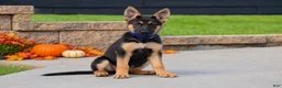 German Shepherd dogs for sale: Cinnamon  - Ad 1