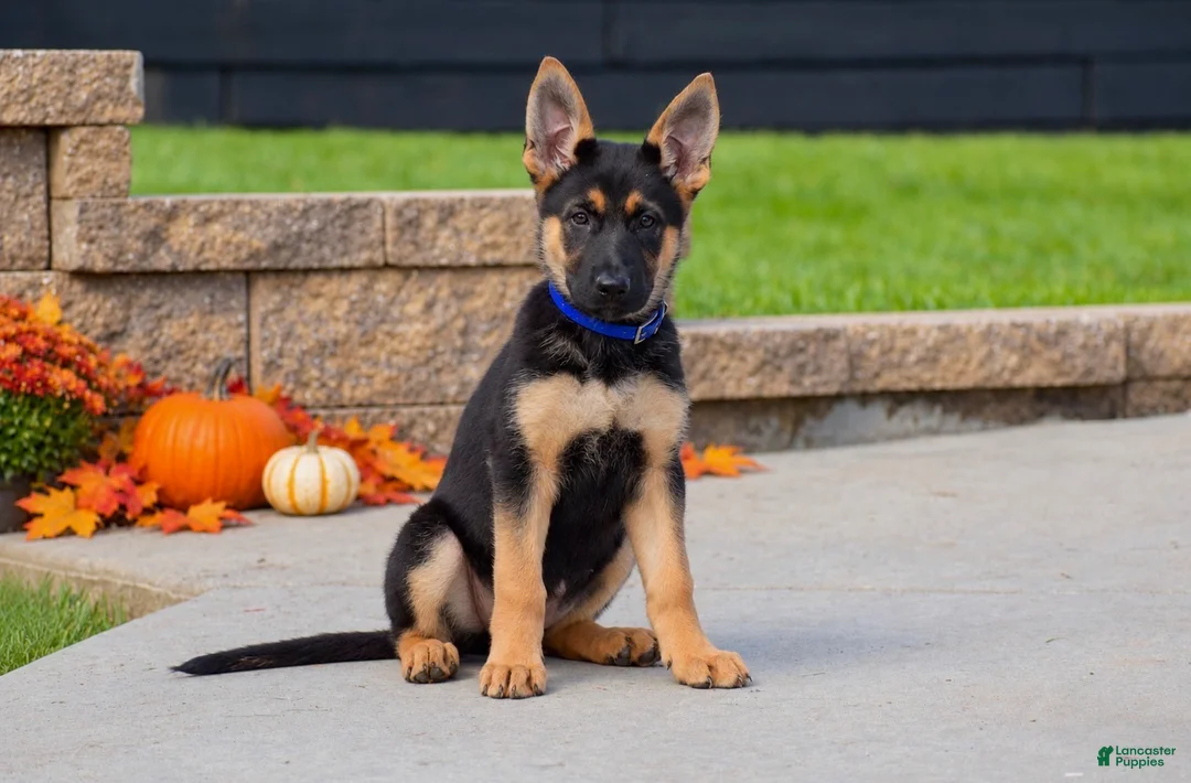 German Shepherd dogs for sale: Cinnamon  - Ad 1