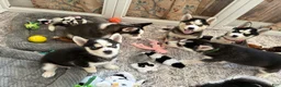 Pomsky dogs for sale: Little Man - Yellow Collar  - Ad 4