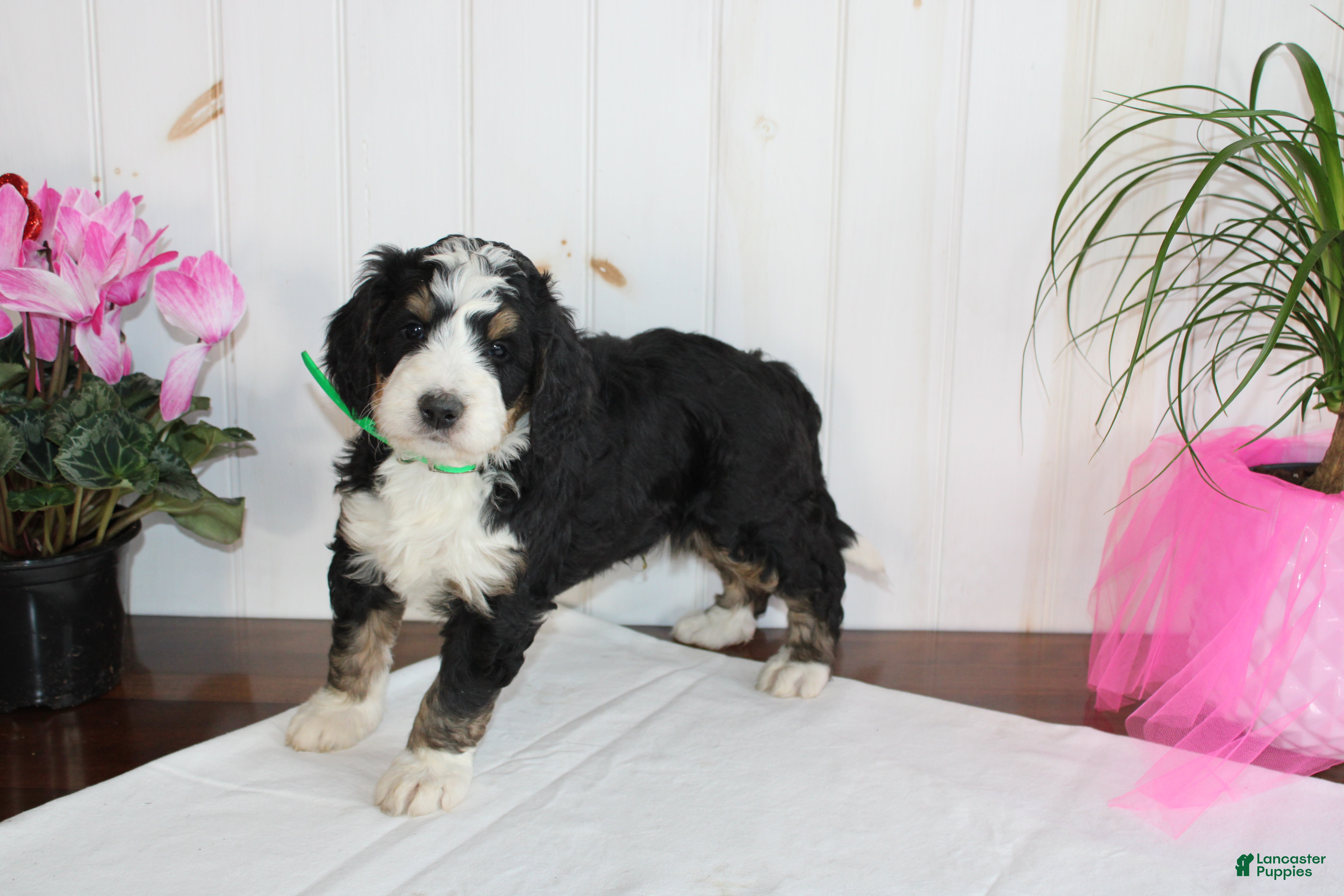 Bernedoodle dogs Cupid's Arrow - Ad 8