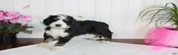 Bernedoodle dogs for sale: Cupid's Arrow - Ad 1