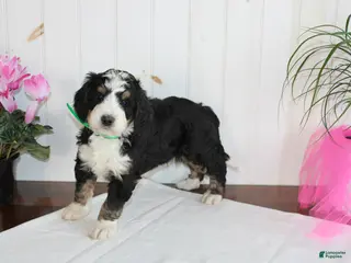 Bernedoodle dogs Cupid's Arrow - Ad 8