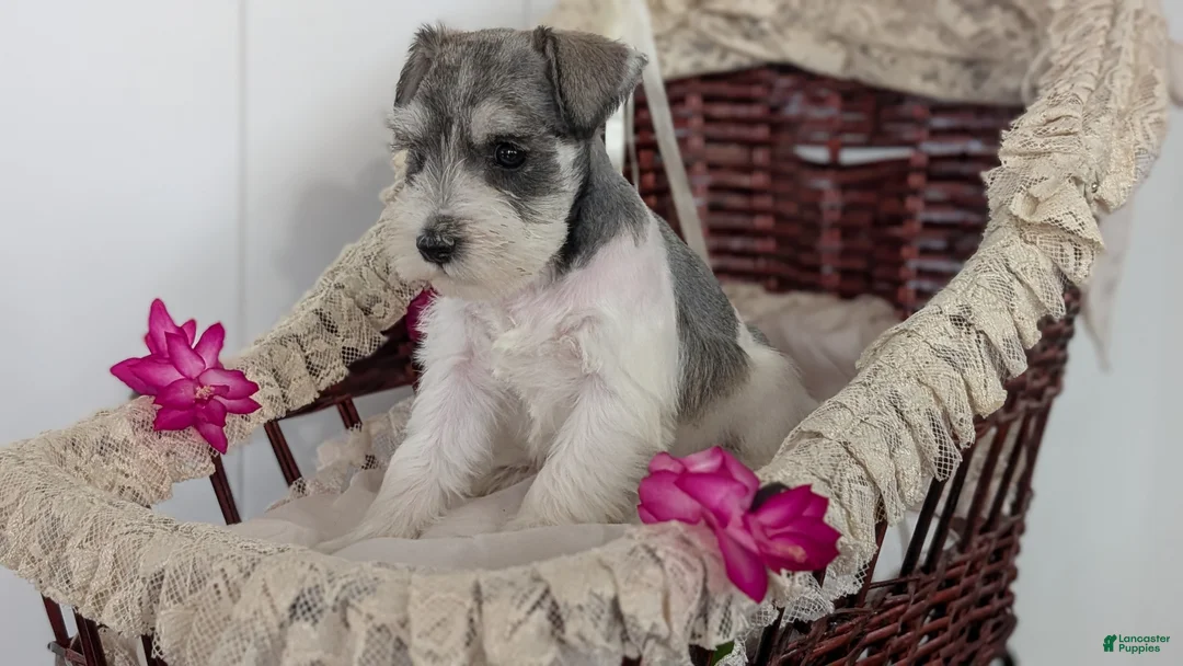 Miniature Schnauzer dogs for sale: Macy - Ad 6