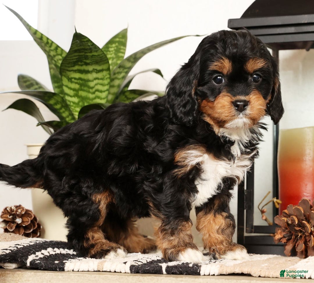 Cavapoo dogs for sale: Stella - Ad 3