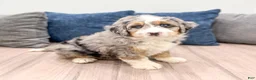 Mini Bernedoodle dogs for sale: Max - Blue Eyes - Ad 8
