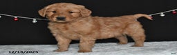 Golden Retriever dogs for sale: Abby - Ad 2