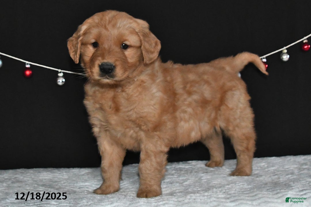 Golden Retriever dogs for sale: Abby - Ad 2