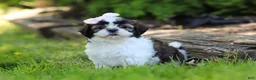 Shih Tzu dogs for sale: Arianna - Ad 1