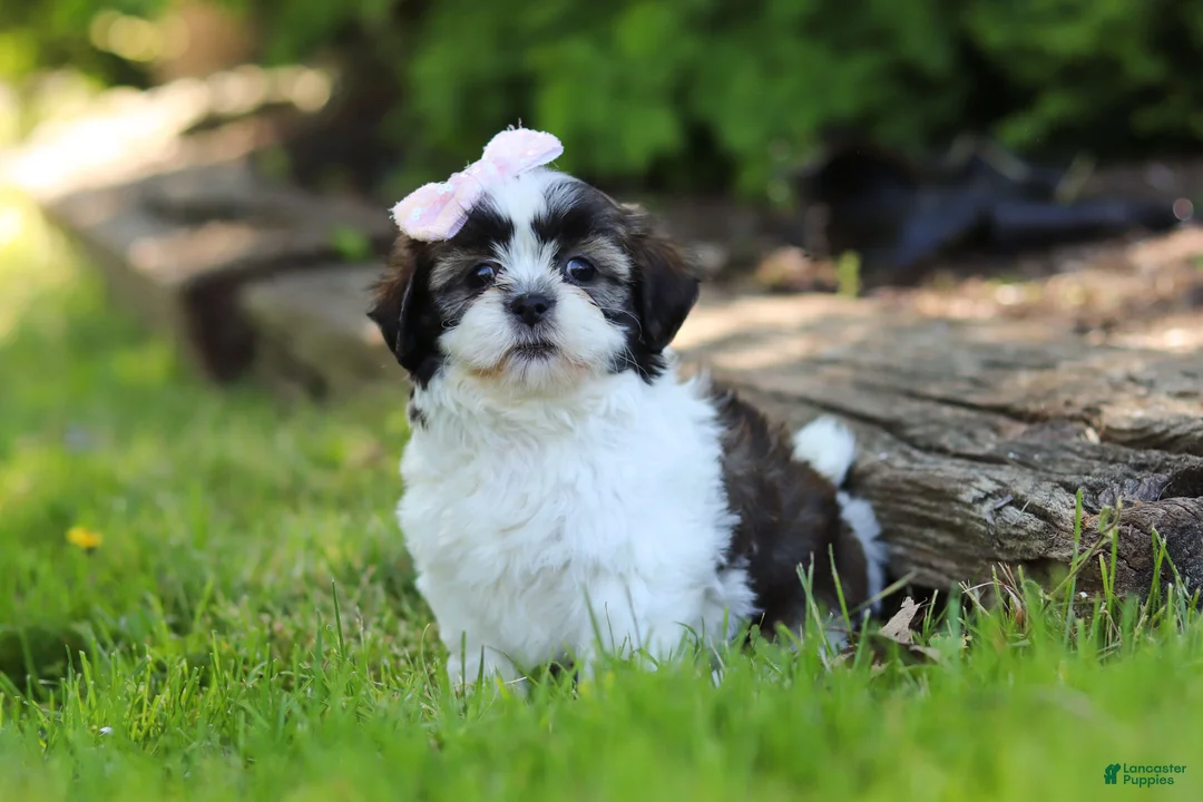 Shih Tzu dogs for sale: Arianna - Ad 1