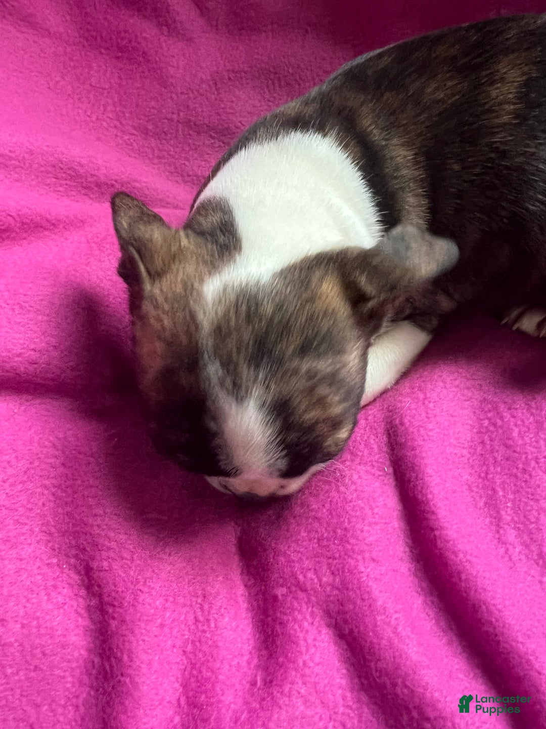 Mixed Breed dogs for sale: Karena - Ad 3