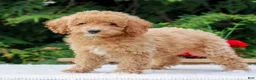 Miniature Poodle dogs for sale: Cassie  - Ad 4