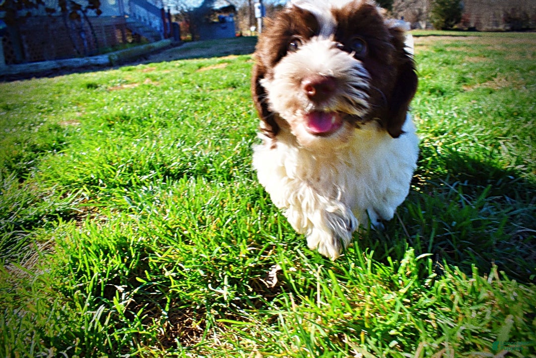 Havapoo dogs for sale: Rocky - Ad 17