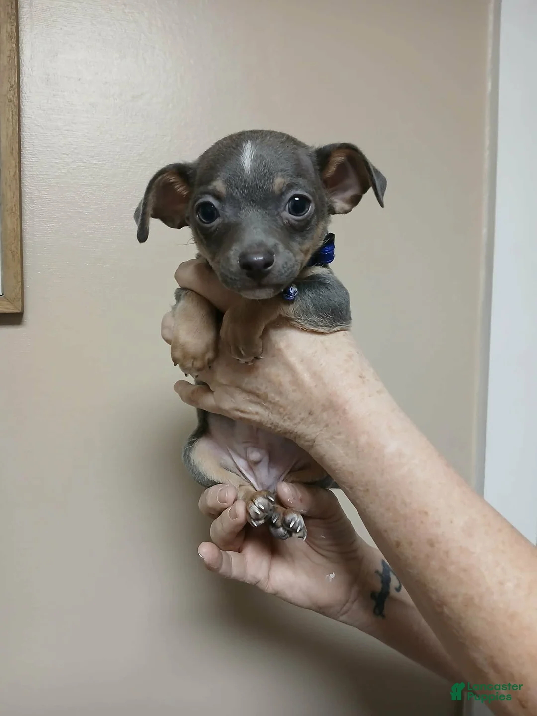 Chihuahua dogs for sale: Ash ( toy ) - Ad 1